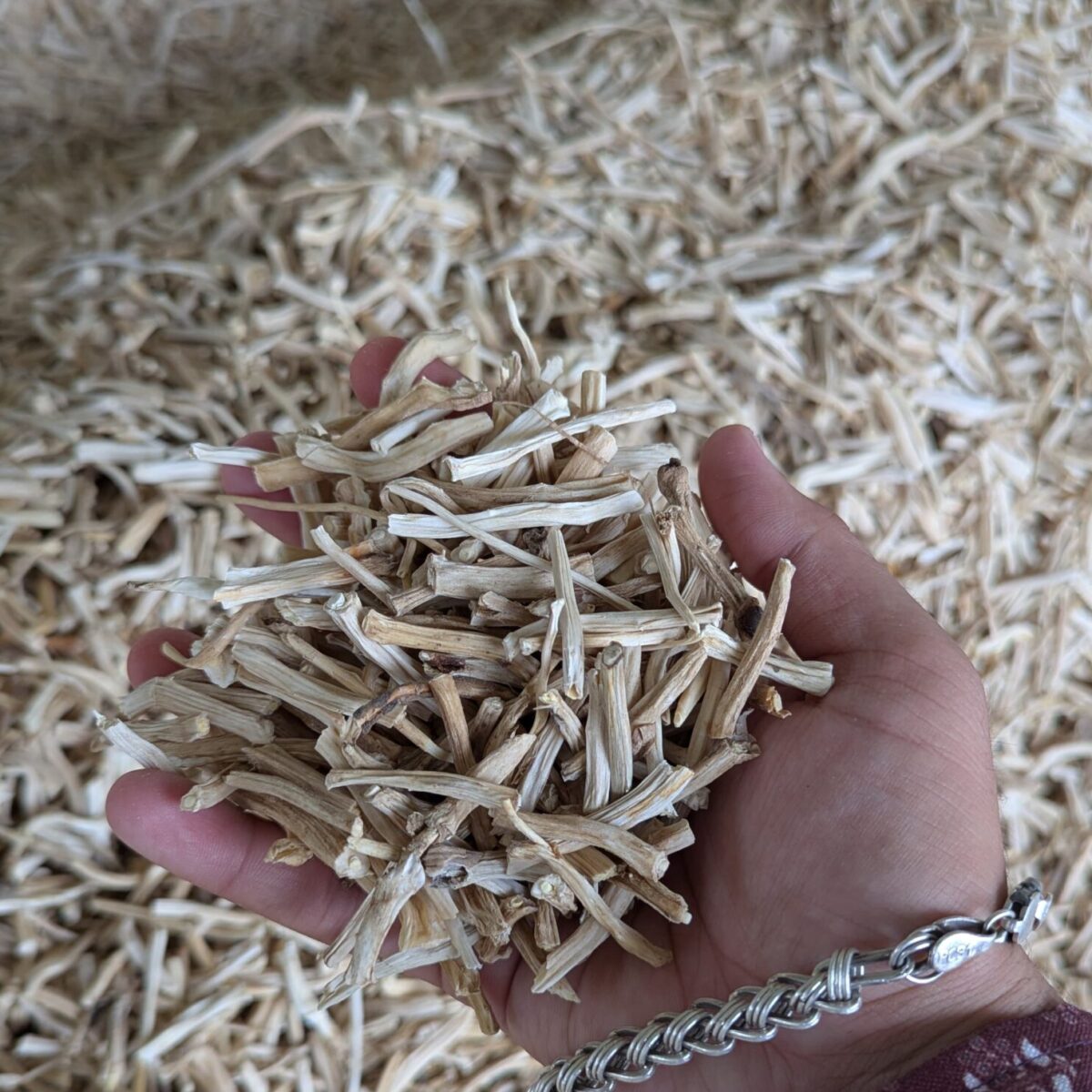 Whole Dried Shatavari Roots – Premium Organic Asparagus Racemosus